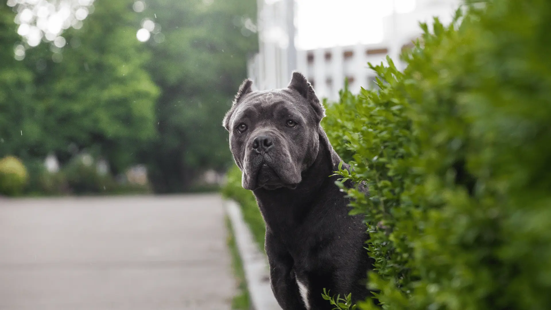 Origen Cane Corso