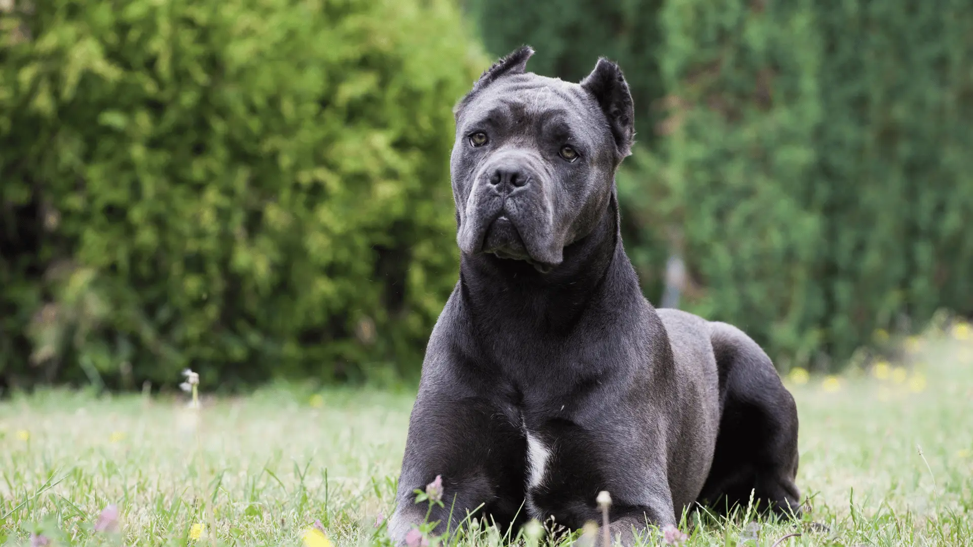 Socialización Cane Corso