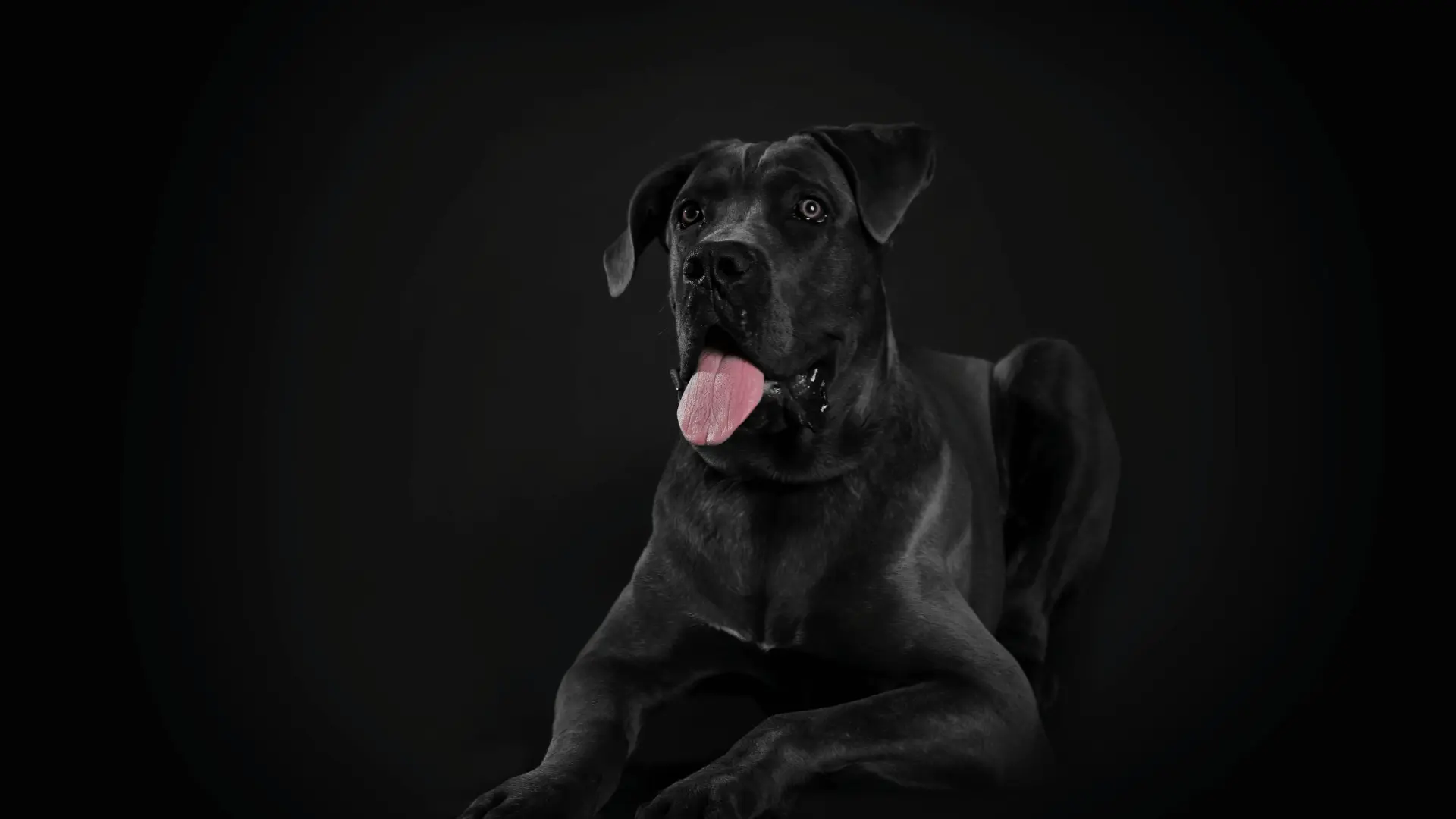 Nutrición Cane Corso
