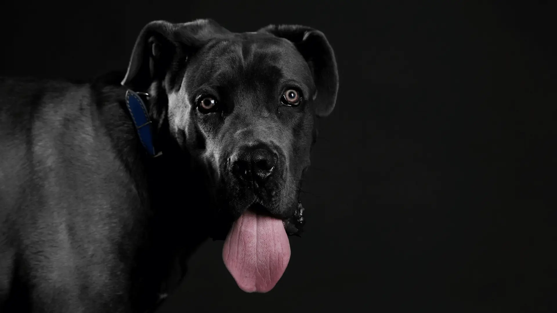 Cane Corso vs Mastín