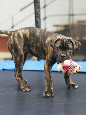 galería-cachorros-cane-corso-chile (13)