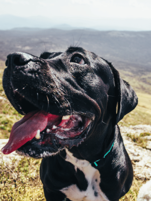 galería-cachorros-cane-corso-chile (2)